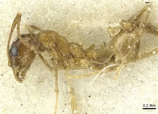 Pheidole areniphila specimen CASENT0913269 image casent0913269_3