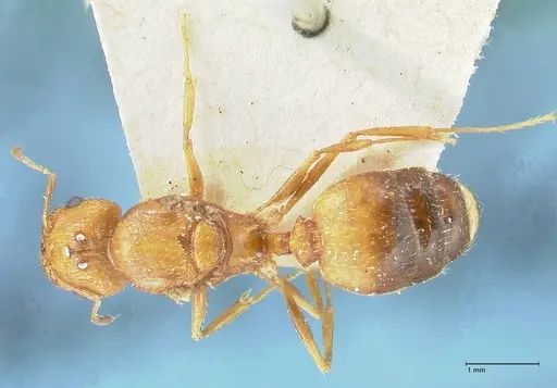Pheidole areniphila specimen FOCOL1313 image focol1313_1