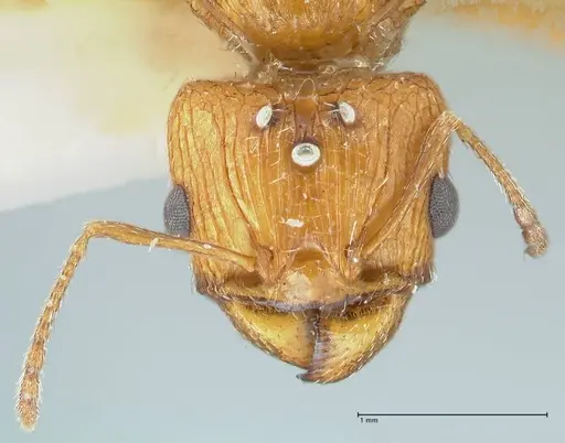 Pheidole areniphila specimen FOCOL1313 image focol1313_2