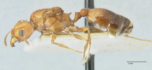 Pheidole areniphila specimen FOCOL1313 image focol1313_3