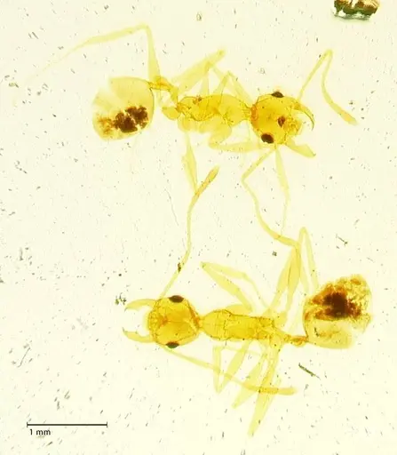 Pheidole areniphila specimen FOCOL1314 image focol1314_1