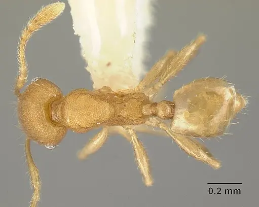 Pheidole arhuaca specimen CASENT0610096 image casent0610096_1