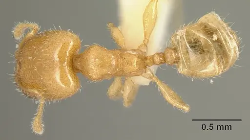 Pheidole arhuaca specimen CASENT0610097 image casent0610097_1