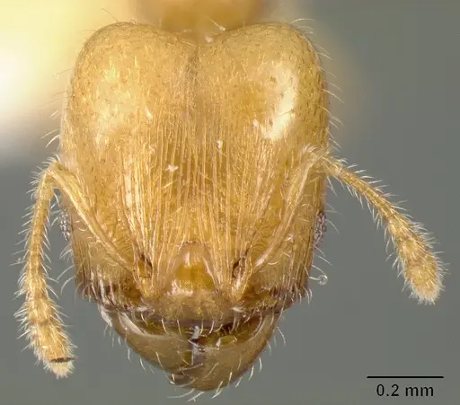 Pheidole arhuaca specimen CASENT0610097 image casent0610097_2