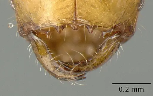 Pheidole arhuaca specimen CASENT0610097 image casent0610097_3