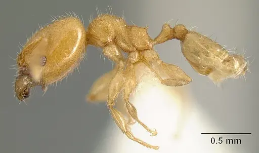 Pheidole arhuaca specimen CASENT0610097 image casent0610097_4