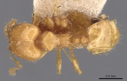Pheidole arhuaca specimen CASENT0904416 image casent0904416_1