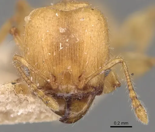 Pheidole arhuaca specimen CASENT0904416 image casent0904416_2