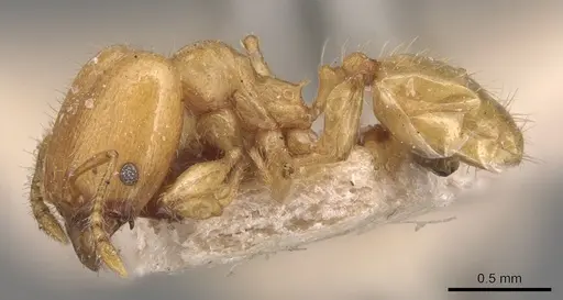 Pheidole arhuaca specimen CASENT0904416 image casent0904416_3