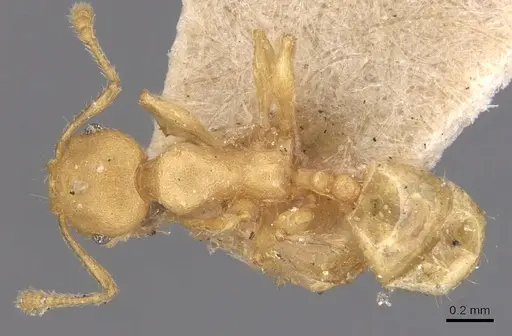 Pheidole arhuaca specimen CASENT0904417 image casent0904417_1