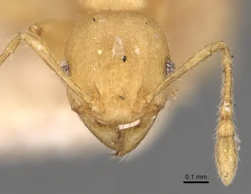 Pheidole arhuaca specimen CASENT0904417 image casent0904417_2