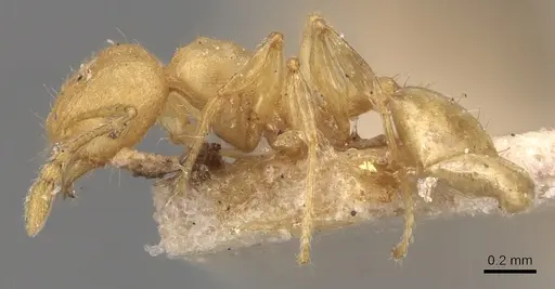 Pheidole arhuaca specimen CASENT0904417 image casent0904417_3