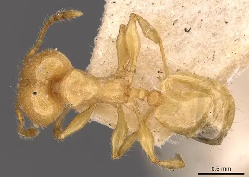 Pheidole arhuaca specimen CASENT0908252 image casent0908252_1