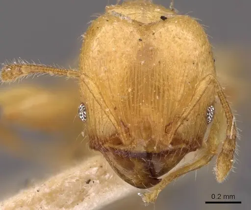 Pheidole arhuaca specimen CASENT0908252 image casent0908252_2