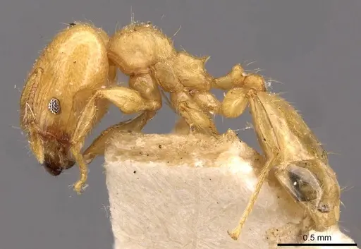 Pheidole arhuaca specimen CASENT0908252 image casent0908252_3