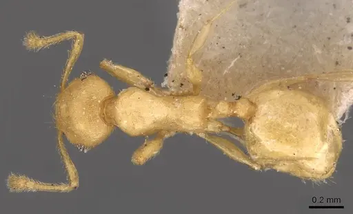 Pheidole arhuaca specimen CASENT0908253 image casent0908253_1