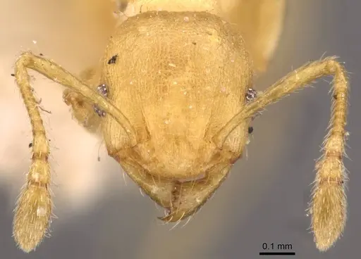 Pheidole arhuaca specimen CASENT0908253 image casent0908253_2