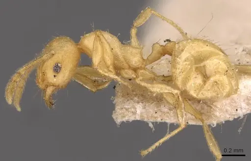 Pheidole arhuaca specimen CASENT0908253 image casent0908253_3