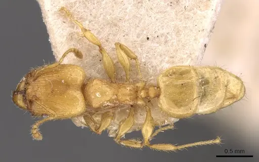 Pheidole arhuaca specimen CASENT0908254 image casent0908254_1
