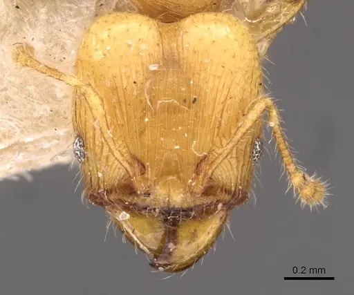 Pheidole arhuaca specimen CASENT0908254 image casent0908254_2