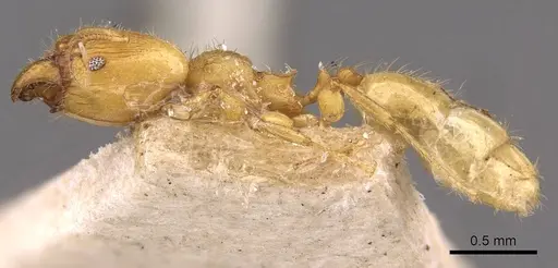 Pheidole arhuaca specimen CASENT0908254 image casent0908254_3