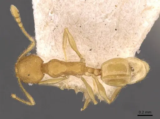 Pheidole arhuaca specimen CASENT0908255 image casent0908255_1