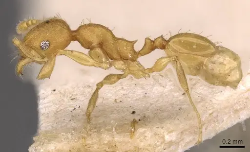 Pheidole arhuaca specimen CASENT0908255 image casent0908255_3