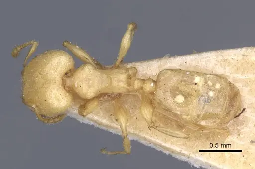Pheidole arhuaca specimen CASENT0916948 image casent0916948_1