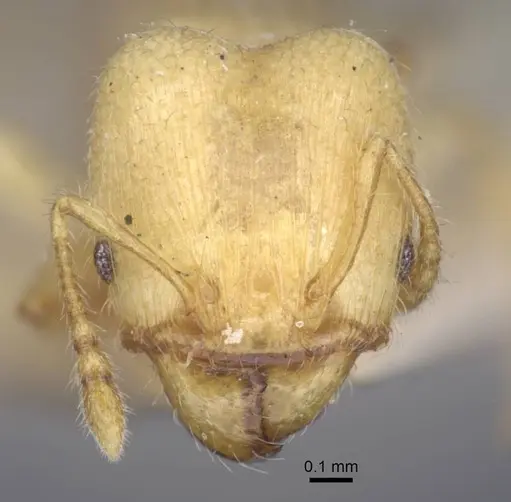 Pheidole arhuaca specimen CASENT0916948 image casent0916948_2