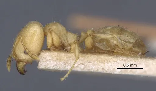 Pheidole arhuaca specimen CASENT0916948 image casent0916948_3