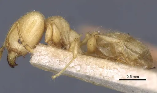 Pheidole arhuaca specimen CASENT0916948 image casent0916948_4