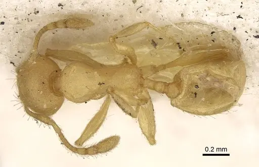 Pheidole arhuaca specimen CASENT0922216 image casent0922216_1