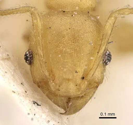 Pheidole arhuaca specimen CASENT0922216 image casent0922216_2