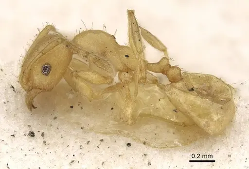 Pheidole arhuaca specimen CASENT0922216 image casent0922216_3