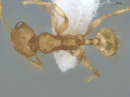 Pheidole arhuaca specimen ECOFOG-GAL18-0104-27 image ecofog-gal18-0104-27_1