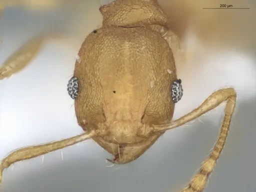 Pheidole arhuaca specimen ECOFOG-GAL18-0104-27 image ecofog-gal18-0104-27_2