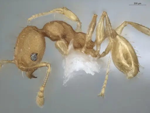 Pheidole arhuaca specimen ECOFOG-GAL18-0104-27 image ecofog-gal18-0104-27_3