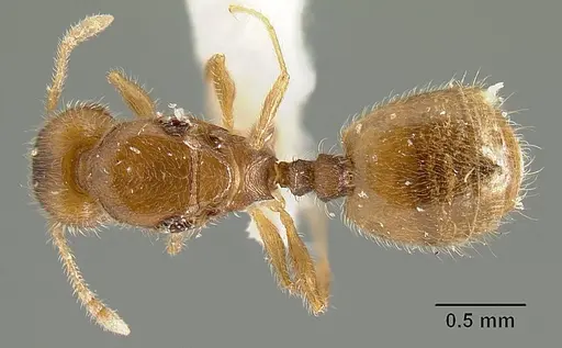 Pheidole arhuaca specimen INBIOCRI001281957 image inbiocri001281957_1