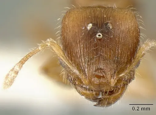 Pheidole arhuaca specimen INBIOCRI001281957 image inbiocri001281957_2