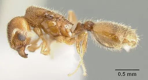 Pheidole arhuaca specimen INBIOCRI001281957 image inbiocri001281957_3