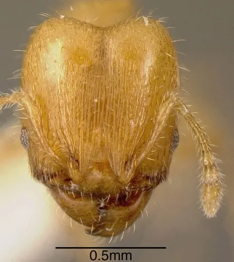 Pheidole arhuaca specimen INBIOCRI001281958 image inbiocri001281958_1