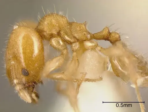 Pheidole arhuaca specimen INBIOCRI001281958 image inbiocri001281958_2