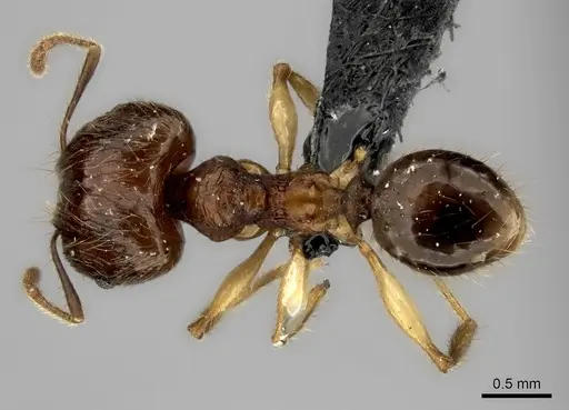Pheidole ariel specimen CASENT0048381 image casent0048381_1