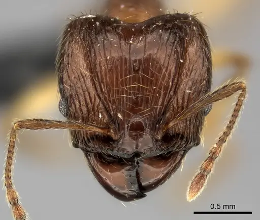 Pheidole ariel specimen CASENT0048381 image casent0048381_2