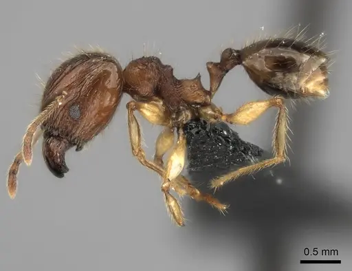 Pheidole ariel specimen CASENT0048381 image casent0048381_3