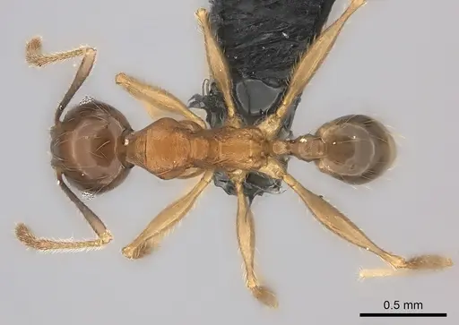 Pheidole ariel specimen CASENT0051146 image casent0051146_1
