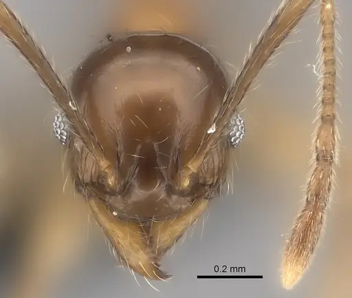 Pheidole ariel specimen CASENT0051146 image casent0051146_2