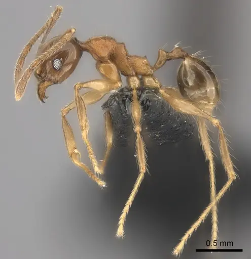 Pheidole ariel specimen CASENT0051146 image casent0051146_3