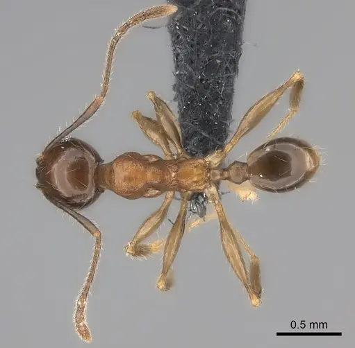 Pheidole ariel specimen CASENT0153419 image casent0153419_1