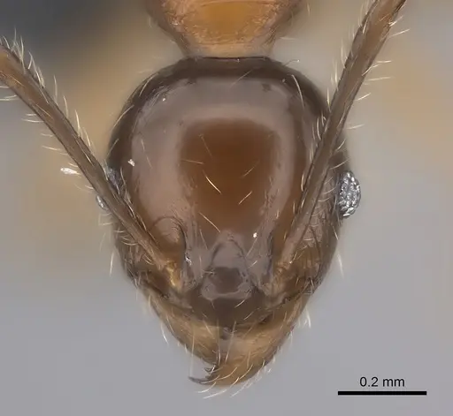 Pheidole ariel specimen CASENT0153419 image casent0153419_2